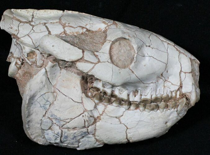Oreodont (Merycoidodon gracilis) Skull - South Dakota #31523